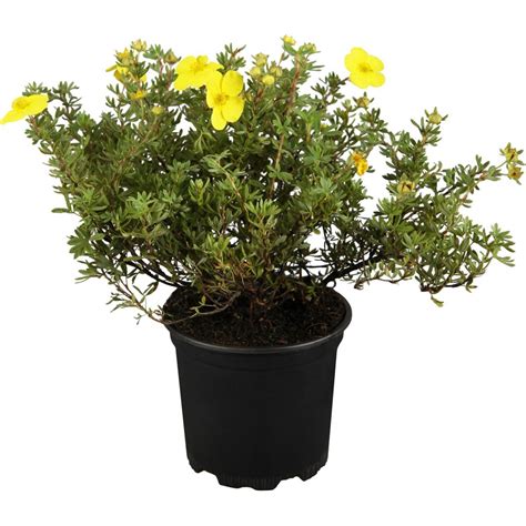 Potentilla Fruticosa Galbena Fredhem 20 30cm La Ghiveci Plantland Ro