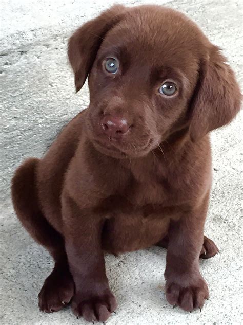 The Complete Guide To Chocolate Lab Updated Guide