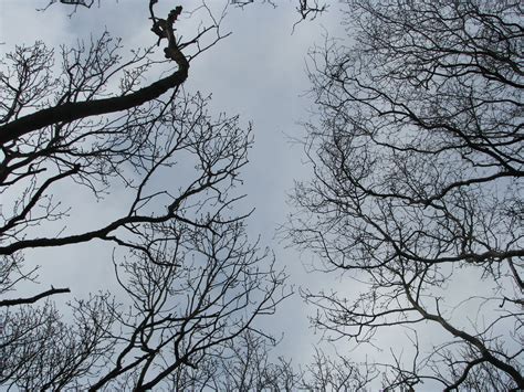 Free Images Tree Nature Forest Branch Snow Winter Sky Leaf