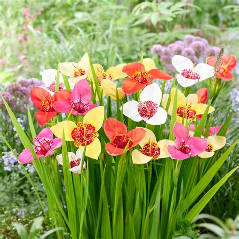 Tiger Flower Tigridia Bulbs For Sale Easy To Grow Bulbs