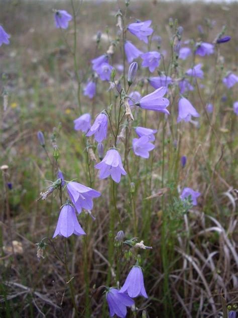 Wild Flower Wild Harebell Campanula Rotundifolia Approx 500 Seeds Wild