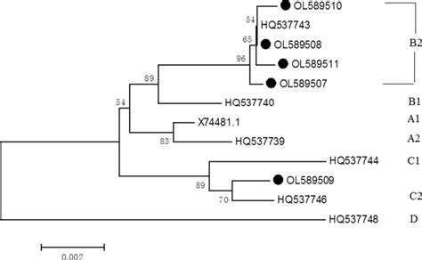 Neighbor Joining Phylogenetic Tree Generated Using Nucleotide Sequences