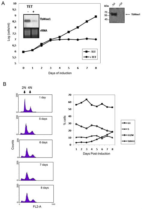 Effects Of TbWee1 Knockdown On The Procyclic Form Of T Brucei Cells