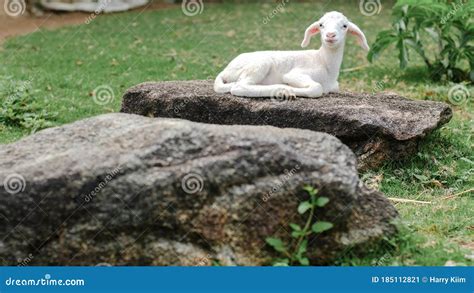 Cute Small Baby Sheep Lamb Sitting Relaxing On Rock Stone Stock Image