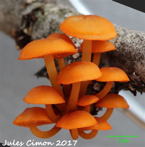 Mycena leaiana Mycène de Léa Cueilli à Lac Beauport Qué Flickr