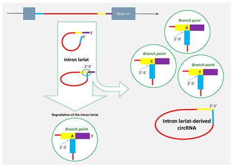 Genes Free Full Text Beyond Back Splicing A Still Poorly Explored World Non Canonical