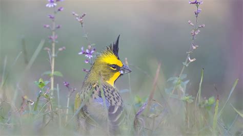 Senderismo Flora Y Fauna En El Parque Nacional Lihué Calel De La Pampa