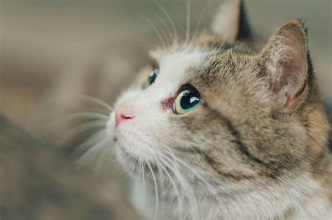Selective Photo of White and Black Tabby Kitten · Free Stock Photo