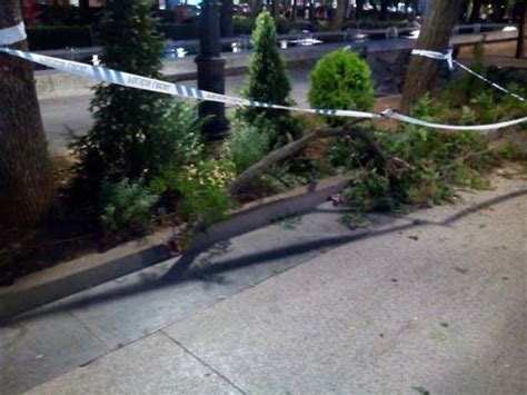 Puertollano Un Hombre Resulta Herido Tras Caerle Encima La Rama De Un árbol En El Paseo De San