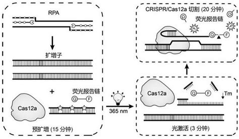 一种基于光激活的一锅式rpa Crispr核酸检测方法及系统