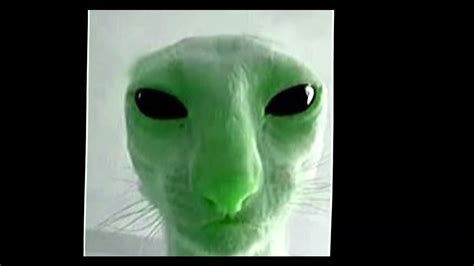 Gnarp Gnap Edit 👽 Alien Cat Edit Youtube