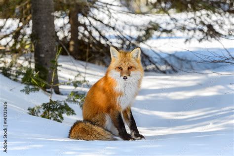 Red Fox Sitting on Snow Stock Photo | Adobe Stock