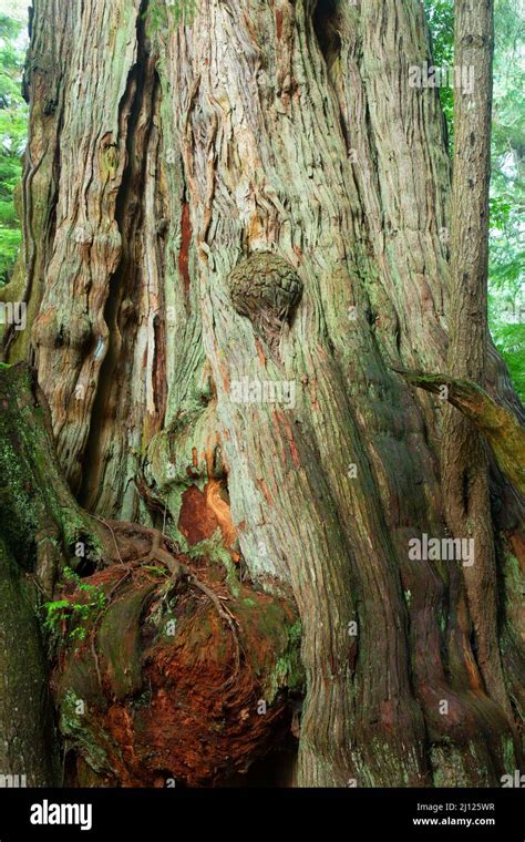 Ancient Western Red Cedar Thuja Plicata Old Growth Cedar Preserve