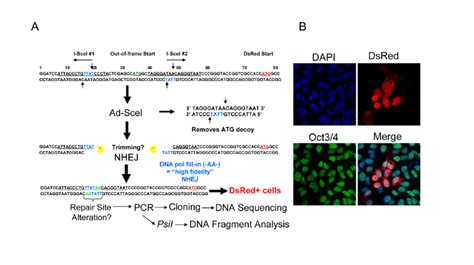 Description Of The NHEJ Red Repair Cassette And Processing Of