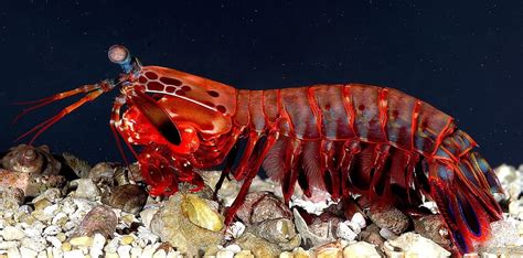 Mantis Shrimp Hd Wallpaper Pxfuel