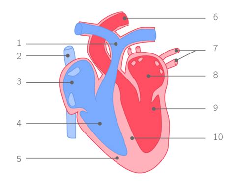 Appareil Circulatoire Le Sch Ma Du Coeur Diagram Quizlet