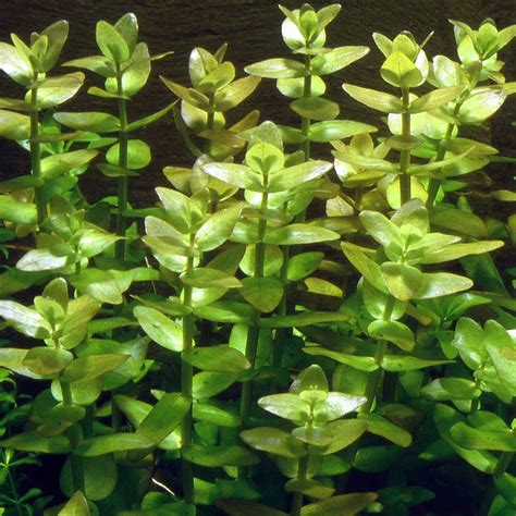Bacopa Caroliniana Aquatic Plant Aquarium Shopee Malaysia