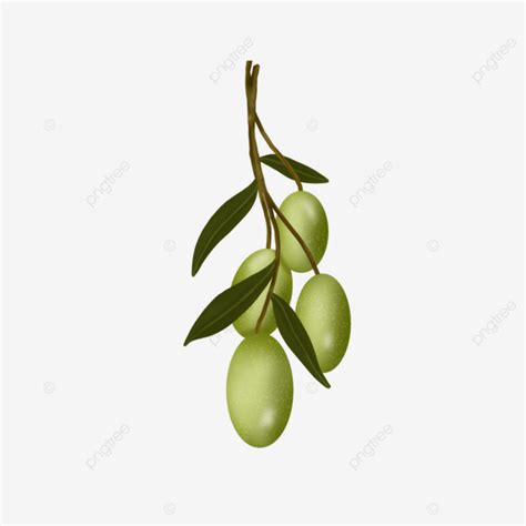 Beautiful Olives Olive Oil Organic Png Transparent Clipart Image And