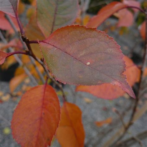 Prunus Cerasus Kelleriis Find Haveplanter