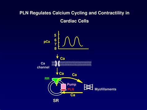 PPT R14del PLN In Cardiac Function PowerPoint Presentation Free