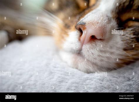 Cute Tabby Cat Asleep On Cat Bed Shaun Fellows Alamy Stock Photo Alamy