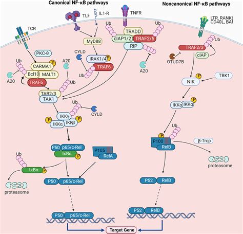 Nf B Signaling In Inflammation And Cancer Zhang Medcomm