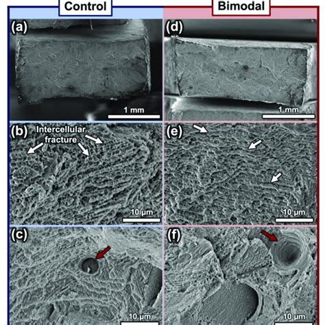 Sem Secondary Electron Se Micrographs Of Various Magnifications Of