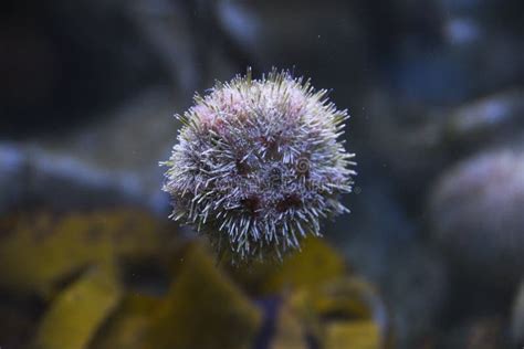 Sea Urchin Swimming In The Aquarium Beautiful Sea Urchin In The Water