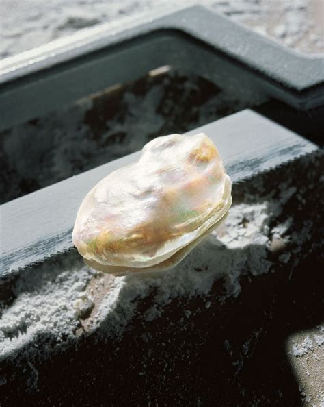 anatomy   oyster phmuseum