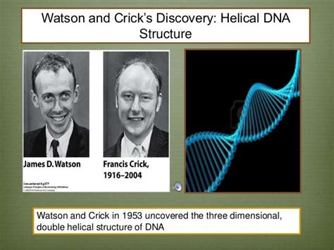 Watsonand crick 4