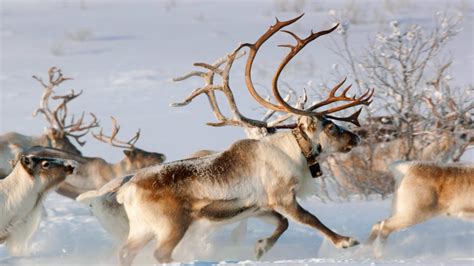 Norway Reindeer – Bing Wallpaper Download