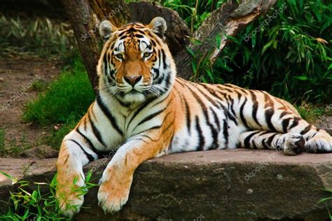 Siberian Tiger Panthera Tigris Altaica Stock Photo Jearud 2856569