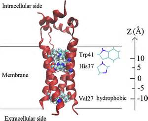 Activation And Proton Transport Mechanism In Influenza A M Channel