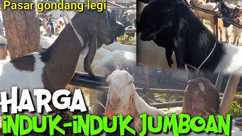 Update Harga Kambing Betina Terbaru Pasar Hewan Gondang Legi