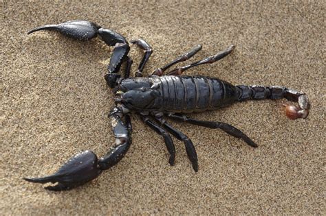 Emperor Scorpion Sting Wound