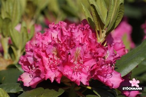 Rhododendron 'Pearce's American Beauty' // Stöckmann Baumschulen