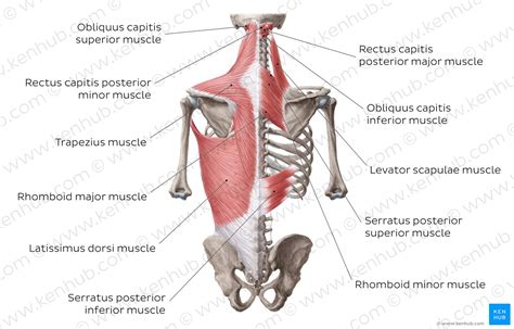 Trapezius Muscle Anatomy Origins Insertions Actions Kenhub