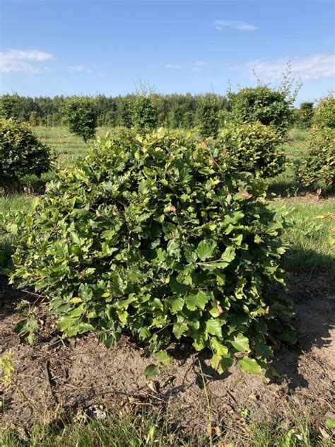 Copper Beech Topiary Balls Fagus Sylvatica Atropurpurea Harrods Outdoor