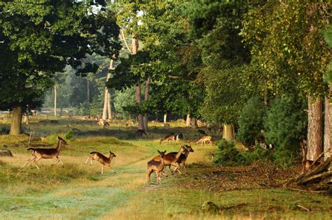 Wallpaper Pasture Ecosystem Nature Reserve Wildlife Herd