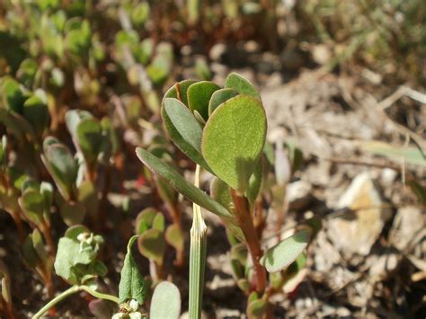 Portulaca Oleracea Purslane Little Free Photo On Pixabay Pixabay