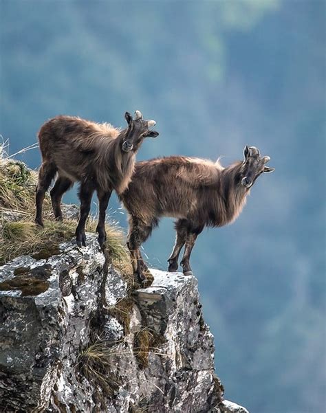 10 Animals In Alpine Tundra - Online Field Guide