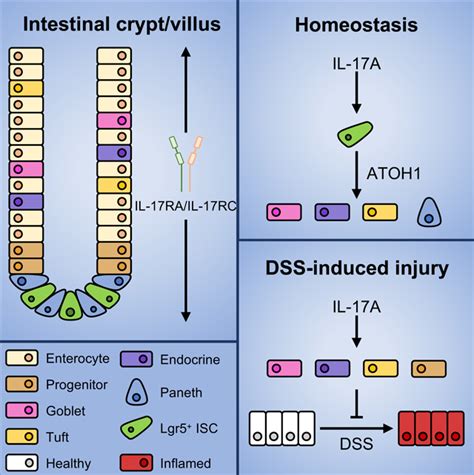 Il Ra Signaling In Lgr Intestinal Stem Cells Induces Expression Of