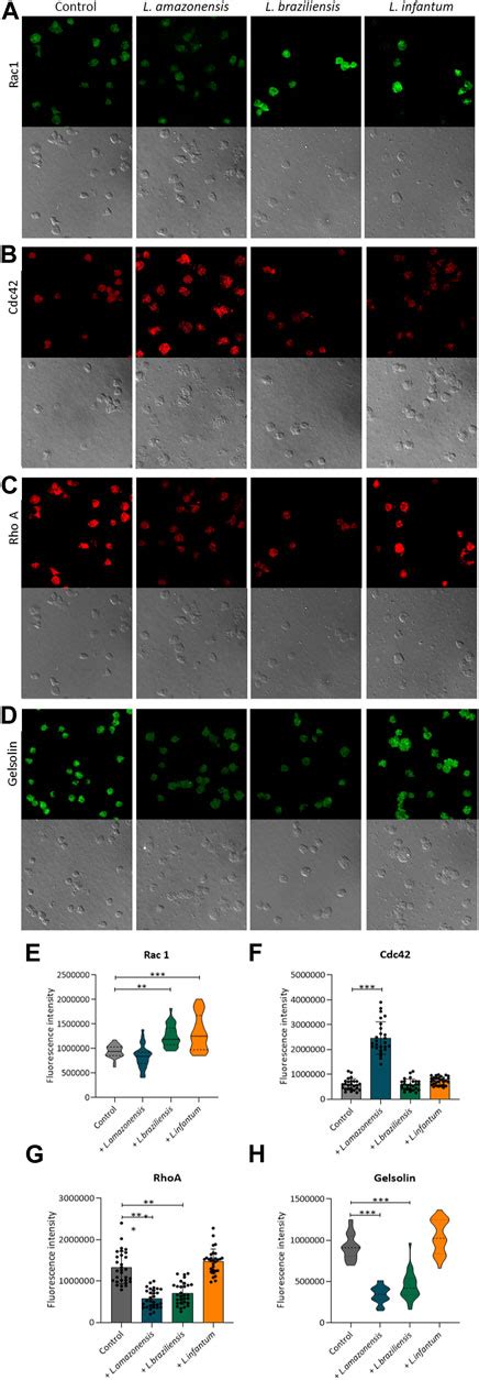 Frontiers Leishmania Infection Alters Macrophage And Dendritic Cell