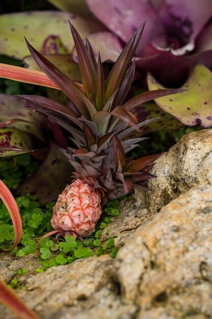 Premium Photo Close Up Of Pineapple Growing On Rock