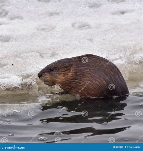 Muskrat ondatra zibethicus stock photo. Image of action - 85783914