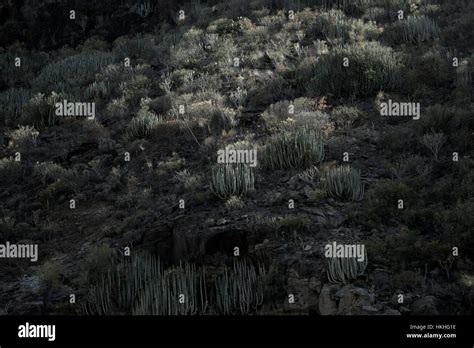 Thorn Forest Hi Res Stock Photography And Images Alamy