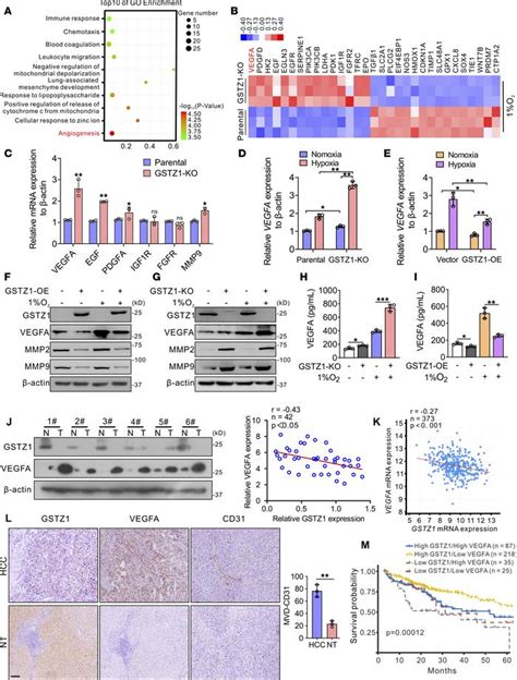 Jci Insight Signaling Metabolite Succinylacetone Activates Hif And