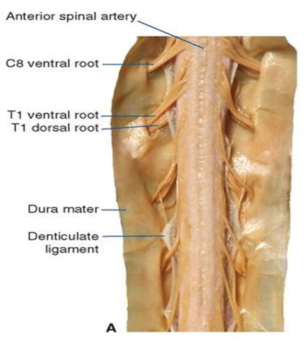 Dermomyotomes And Spinal Cord Anat 01 Flashcards Quizlet