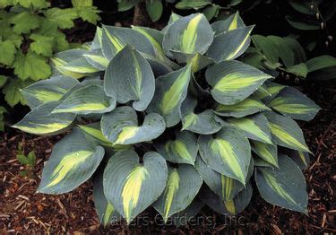 Hosta Touch Of Class Hosta From Saunders Brothers Inc