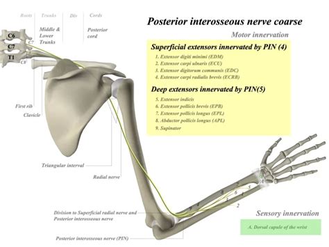 Posterior Auricular Nerve An Overview Mobile Physio